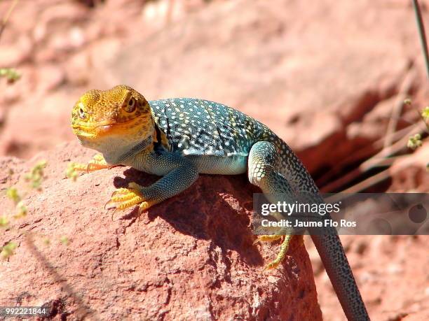 whatsup - crotaphytidae stock pictures, royalty-free photos & images