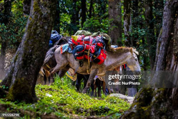 Mule carrying trekkers luggage of Nature lovers during the visit of Manali town , Himachal Pradesh , India on 5th July,2018.Summers is considered the...