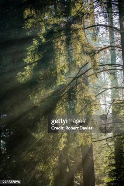 quantock hills (of ) - quantock hills stock pictures, royalty-free photos & images
