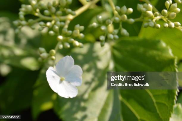 white blossom - bret schwalb stock pictures, royalty-free photos & images