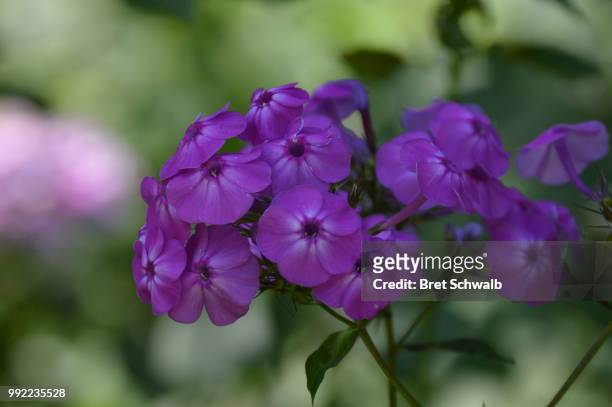 dark purple flowers - bret schwalb stock pictures, royalty-free photos & images
