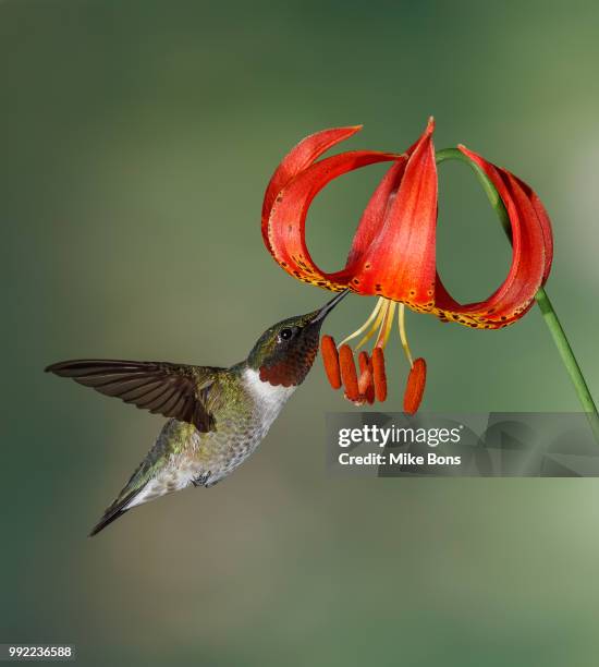 male hummingbird and canada lily - calliope hummingbird stock pictures, royalty-free photos & images
