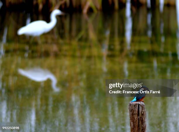kingfisher - splash crown stock pictures, royalty-free photos & images