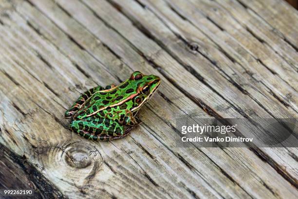 leopard frog - leopard frog bildbanksfoton och bilder