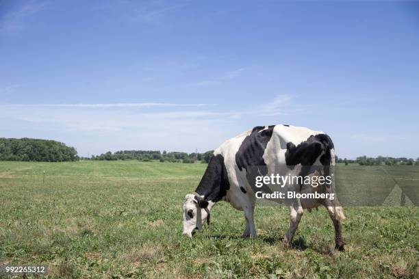 Cow grazes in a pasture at the Smilaire Registered Holsteins farm, a dairy supplier to Sartori Co. Cheese, in Waldo, Wisconsin, U.S., on Tuesday,...