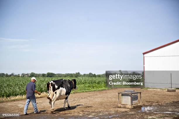 Farmer directs a cow towards a pasture at the Smilaire Registered Holsteins farm, a dairy supplier to Sartori Co. Cheese, in Waldo, Wisconsin, U.S.,...