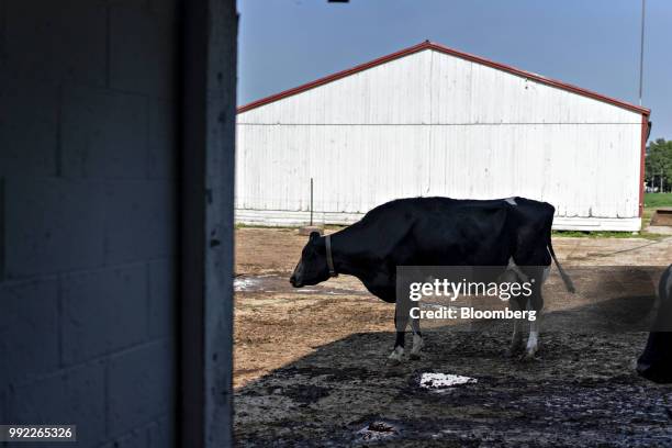 Cow stands outside a barn at the Smilaire Registered Holsteins farm, a dairy supplier to Sartori Co. Cheese, in Waldo, Wisconsin, U.S., on Tuesday,...