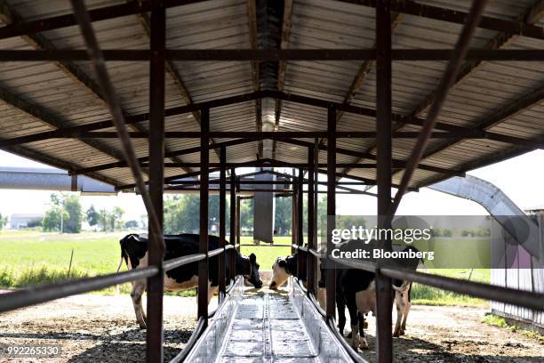 Cows eat from a feeder at the Smilaire Registered Holsteins farm, a dairy supplier to Sartori Co. Cheese, in Waldo, Wisconsin, U.S., on Tuesday, July...