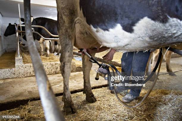 Farmer attaches an automated milker to a cow at the Smilaire Registered Holsteins farm, a dairy supplier to Sartori Co. Cheese, in Waldo, Wisconsin,...