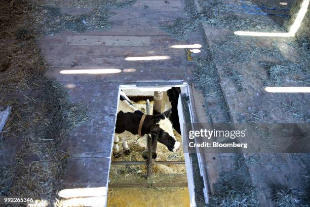 Cow stands in a milking stall at the Smilaire Registered Holsteins dairy farm in Waldo, Wisconsin, U.S., on Tuesday, July 3, 2018. Dairy has also...