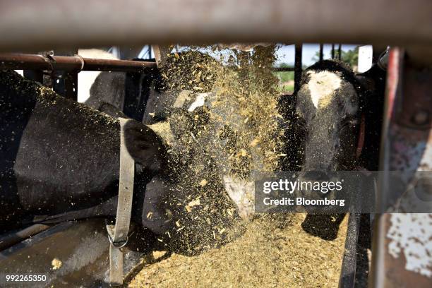 Cows eat from a feeder at the Smilaire Registered Holsteins farm, a dairy supplier to Sartori Co. Cheese, in Waldo, Wisconsin, U.S., on Tuesday, July...