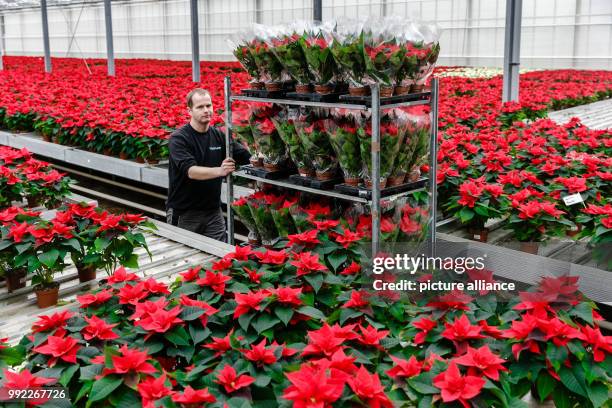 Market garden employee moving poinsettias in a greenhouse in Nutzen/Kampen, Germany, 30 November 2017. Photo: Markus Scholz/dpa