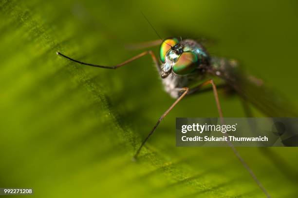 green dolichopodidae - dolichopodidae stock pictures, royalty-free photos & images