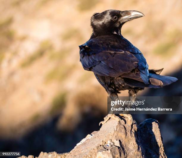 cuervo (corvus corax) - curvo stock pictures, royalty-free photos & images