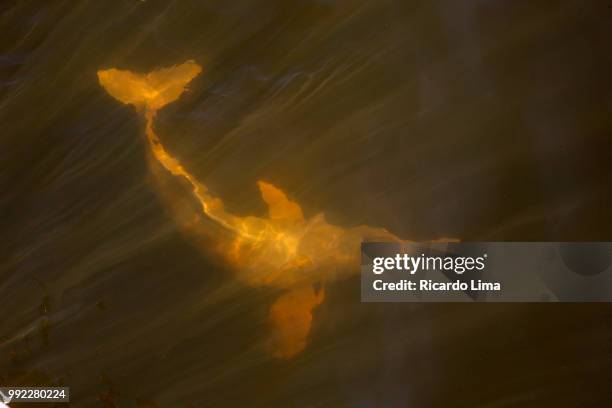 pink dolphin in tapajós river, amazon region, brazil - amazon region stockfoto's en -beelden