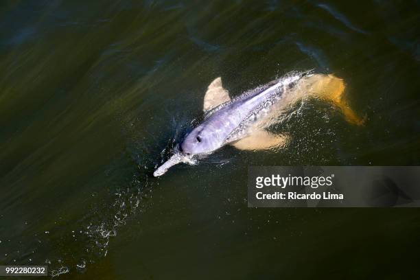 dolphin in amazon region - boto river dolphin stock-fotos und bilder