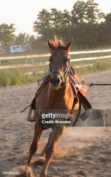 brown horse warm up - beenden stock pictures, royalty-free photos & images