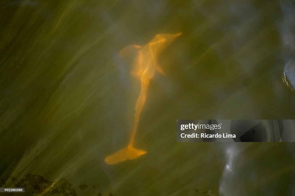 Boto Swimming In A River In Amazon Region
