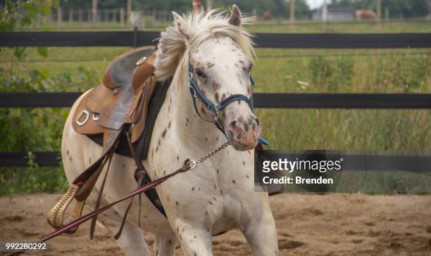 white horse warm up - beenden stock pictures, royalty-free photos & images