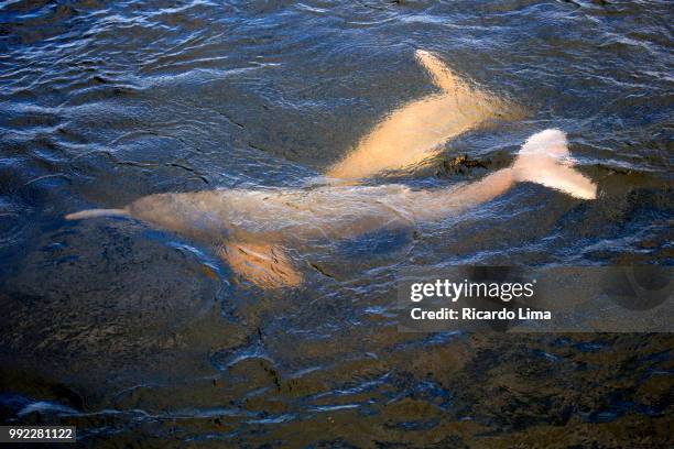 pink dolphins in tapajós river, amazon region, brazil - amazon region stockfoto's en -beelden