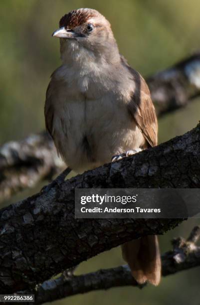 ouro preto,brazil - ouro stock pictures, royalty-free photos & images