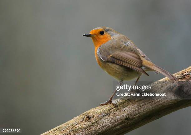 rouge gorge - rouge gorge stockfoto's en -beelden