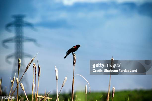 red wing black bird - black bird stock pictures, royalty-free photos & images