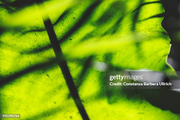 nature shadows - constanza stock pictures, royalty-free photos & images