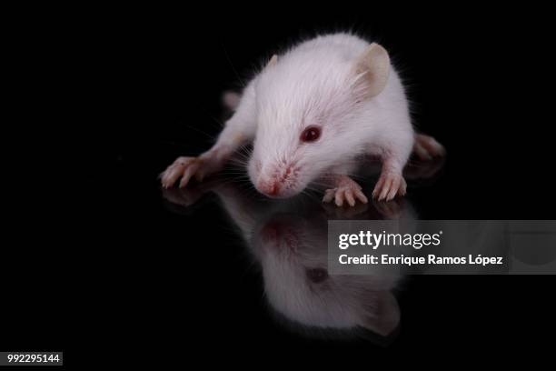 mus musculus - mus stock pictures, royalty-free photos & images