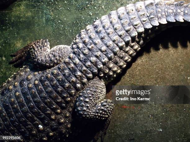 crocodile scales - alligator sinensis stock pictures, royalty-free photos & images