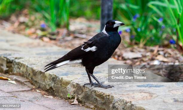 steadfast australian magpie - australian magpie stock pictures, royalty-free photos & images