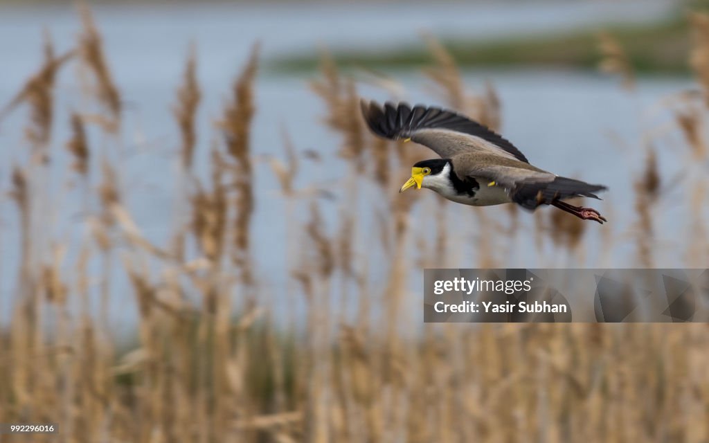 Masked Lapwing