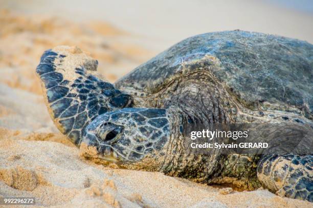 turtle on the beach - turtle beach stock pictures, royalty-free photos & images