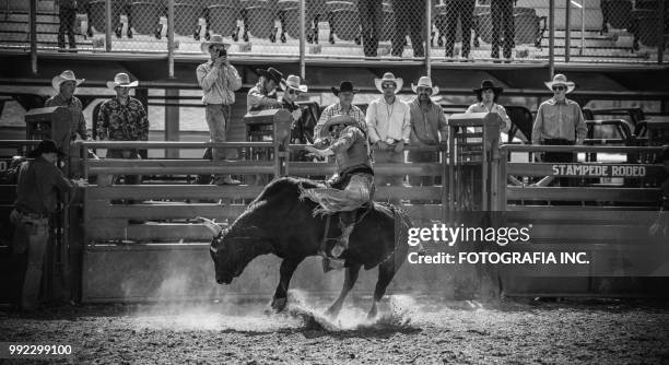 utah bull riding rodeo - bull riding imagens e fotografias de stock