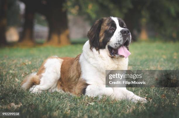 saint bernard - san bernardo foto e immagini stock