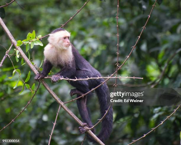 white face monkey - white throated capuchin monkey stockfoto's en -beelden