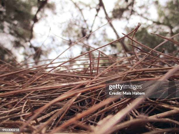 pine - mais bildbanksfoton och bilder