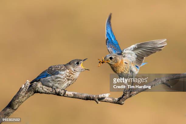 eastern bluebird feeding - eastern bluebird fotografías e imágenes de stock