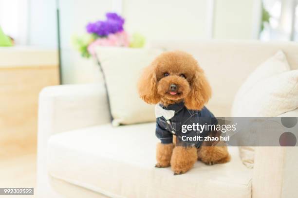 lovely poodle - poodle stock pictures, royalty-free photos & images