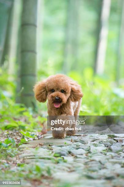 lovely poodle - caniche de juguete fotografías e imágenes de stock