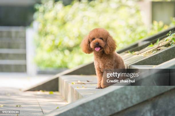 lovely poodle - toy poodle stock pictures, royalty-free photos & images