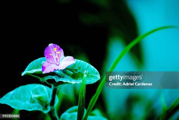 flor sobre el pavimento - pavimento stock-fotos und bilder