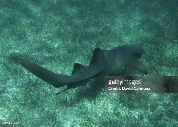 shark belize - caribbean reef shark imagens e fotografias de stock