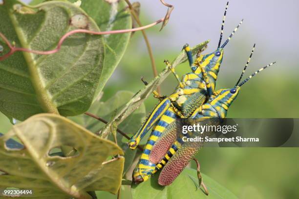 painted grasshopper mating - mating stock pictures, royalty-free photos & images