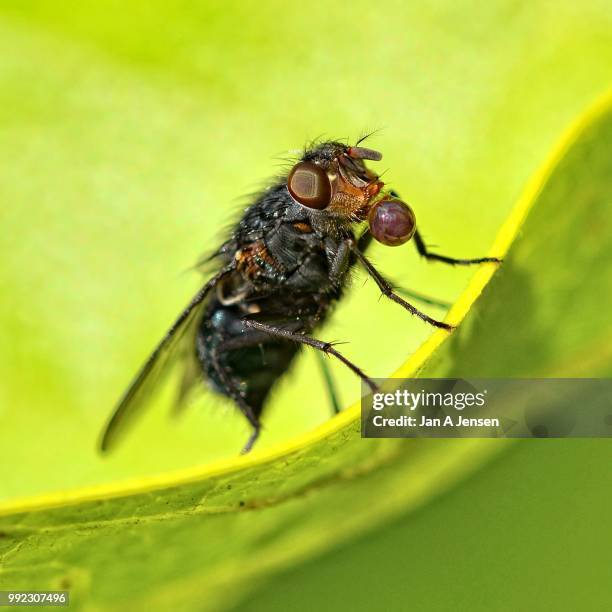 Jensen Insect Jan Jensen Photos and Premium High Res Pictures - Getty Images