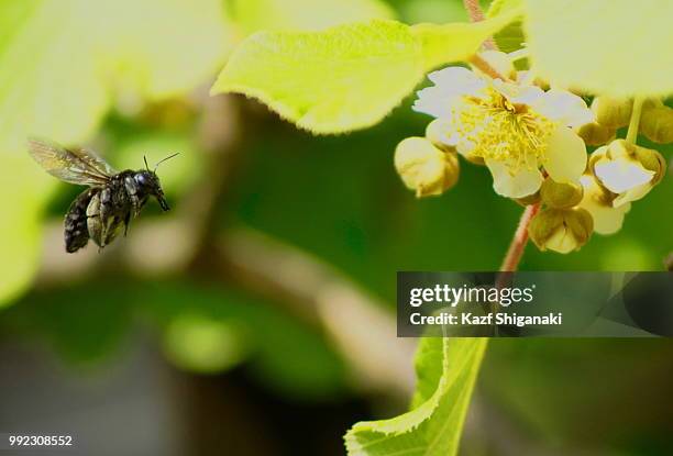 afternoon with kiwi and bees iii - flying kiwi stock pictures, royalty-free photos & images