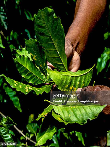 hoja de cafe - hoja stock pictures, royalty-free photos & images