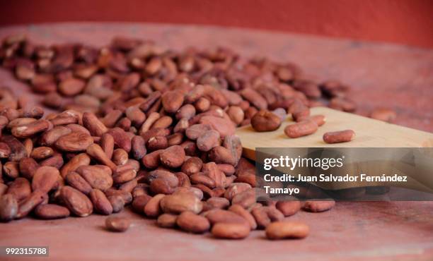 theobroma cacao l. - the food of the gods - theobroma foto e immagini stock