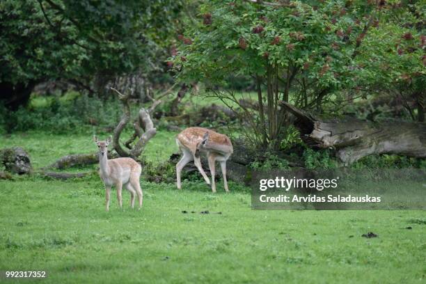 przewalski-pferde auf wiese. - pferde stock pictures, royalty-free photos & images