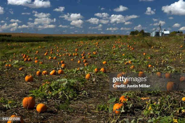 pumpkin farm in waterman, illinois - justin waterman 個照片及圖片檔